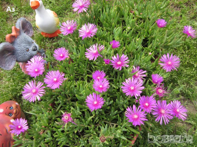 Продавам цветя Делосперма - разсад, за ранно пролетно засаждане, снимка 9 - Стайни растения - 26451909