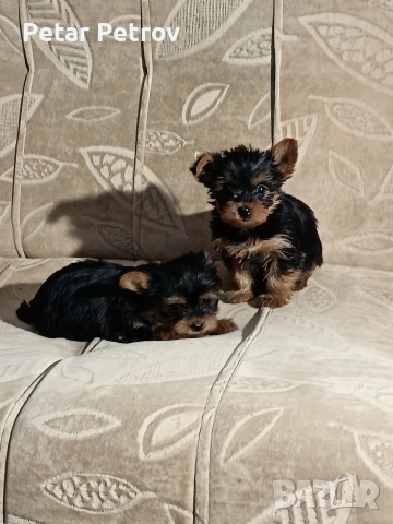 Йоркширски териер , снимка 12 - Йоркширски териер - 52983966