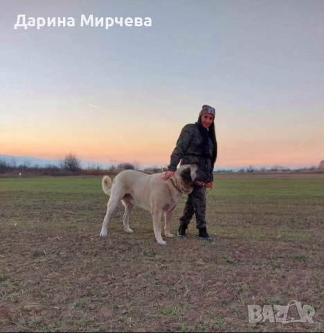 Турски Кангал 