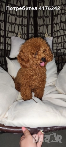 Toy с корейско потекло, снимка 5 - Пудели - 51015984