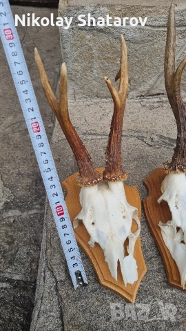 Трофей. Съръндак , снимка 2 - Декорация за дома - 53440688