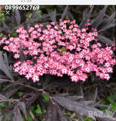 Бъз(Sambucus nigra 'Eva' BLACK LACE) Цена: 15 лв.