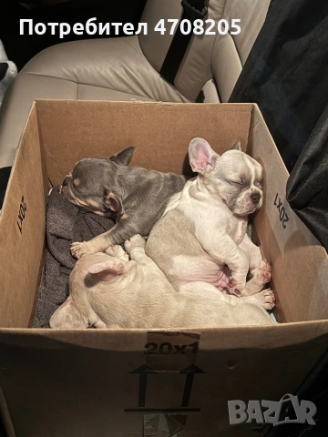 Френски булдог- бебета, снимка 5 - Френски булдог - 53089064