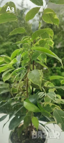 Продавам бенджамини, пъстри листа, 4 бр налични, снимка 5 - Стайни растения - 49961789