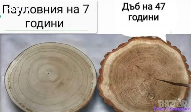 Резници от пауловния , снимка 8 - Градински цветя и растения - 39511855