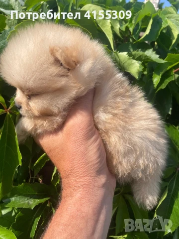 Мини Померан, снимка 2 - Померан - 48347965