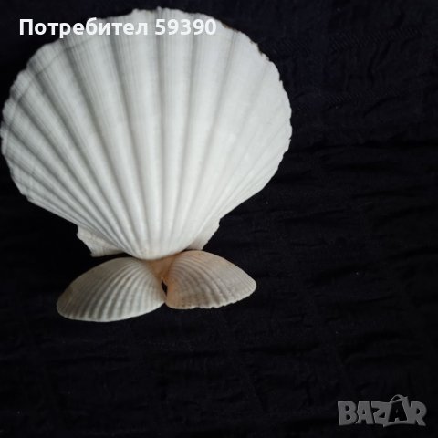 Морски сувенир с Богородица , снимка 2 - Декорация за дома - 39958080