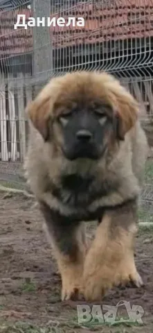  Кавказка овчарка , снимка 1