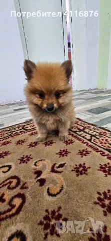 ПОМЕРАН, снимка 1
