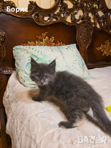 Мейн куун котета, снимка 6 - Мейн кун - 35075644