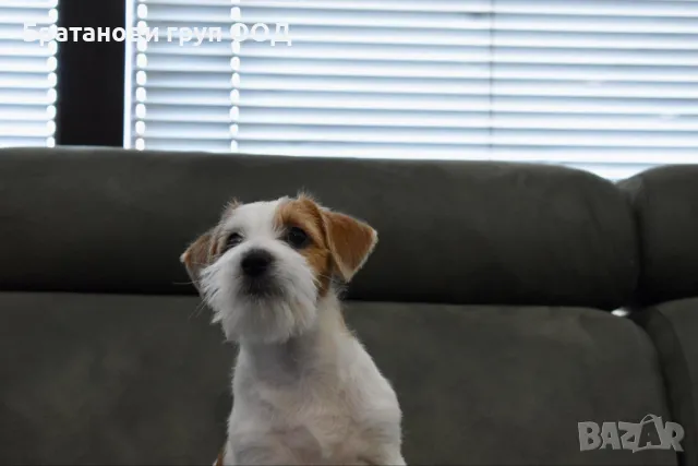 Джак Ръсел териер с родословие., снимка 3 - Джак ръсел териер - 49411595