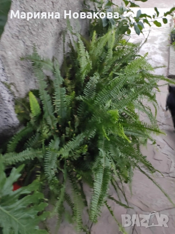 Финикова палма, снимка 5 - Стайни растения - 51361954