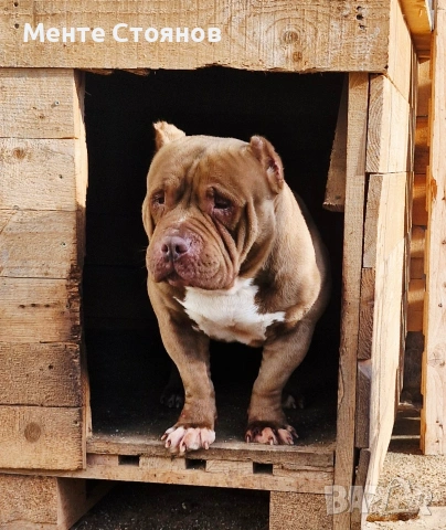 Американско були покет , снимка 2 - Питбул - 53404555