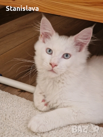 котенца Мейн Куун, снимка 3 - Мейн кун - 52773357