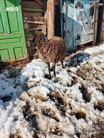 овца, снимка 4 - Овце - 53531014