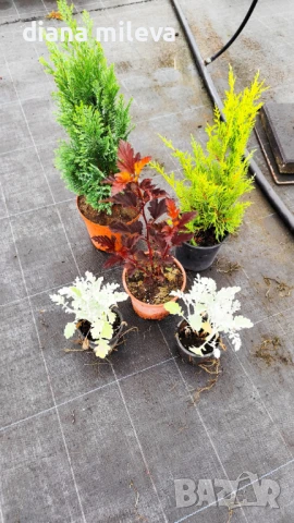 Промо пакет от 5 бр студоустойчиви растения!, снимка 8 - Градински цветя и растения - 51230092