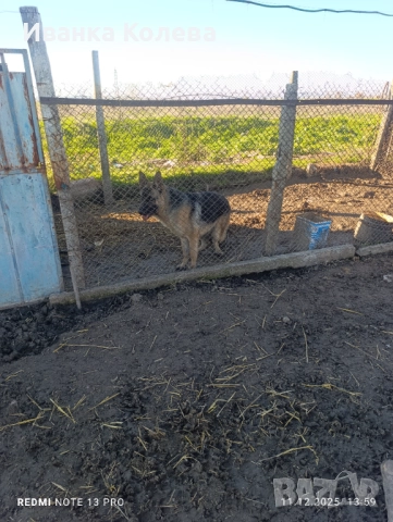 Продавам чистокръвна немска овчарка на 11 месеца , снимка 2 - Немска овчарка - 52761827