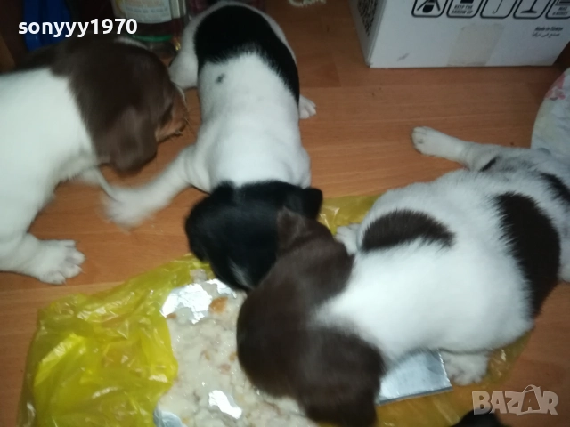 JACK RUSSELL-БЕБЕТА ДЖАК РЪСЕЛ 1609250639, снимка 13 - Джак ръсел териер - 51727864