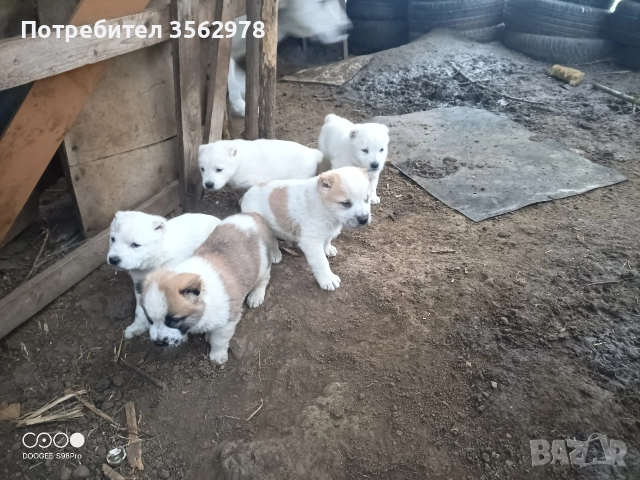 САО Алабай, снимка 2 - Алабай - 52820597