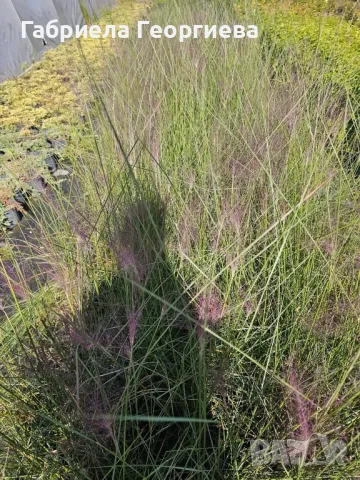 Мюленбергия , снимка 4 - Градински цветя и растения - 47479923