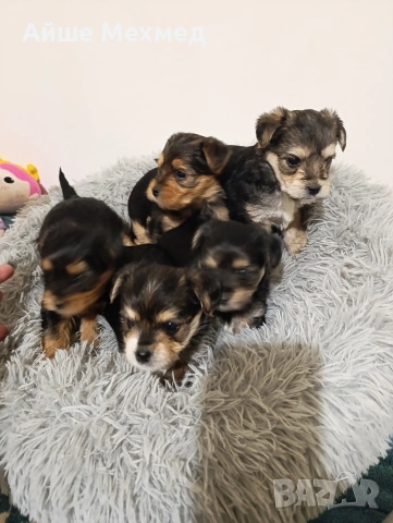 йоркширски териер, снимка 6 - Йоркширски териер - 53290826