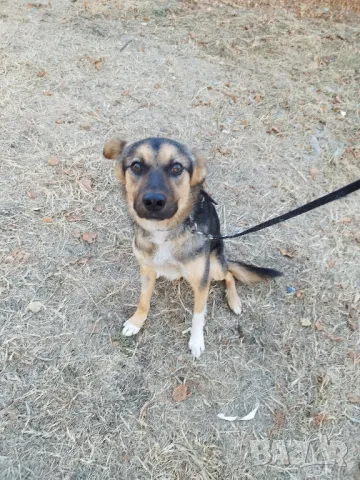 Мечо търси дом!, снимка 9 - Други - 41491171