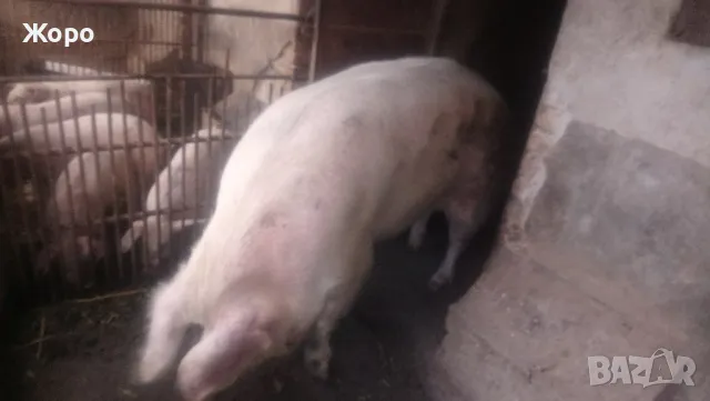 Елитни прасета българска бяла, снимка 3 - Прасета - 48425485