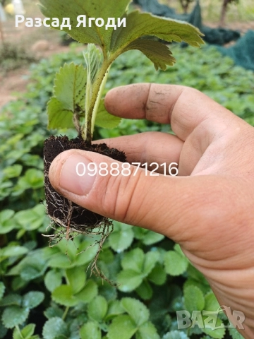 Предлагаме разсад ягоди. В разсадни табли цена 60ст/бр, снимка 1