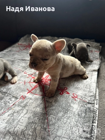 Френски булдог, снимка 12 - Френски булдог - 52687045