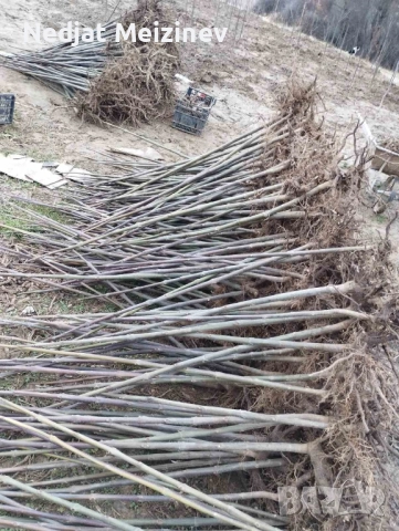 Пауловния фиданки , снимка 8 - Градински цветя и растения - 51841534