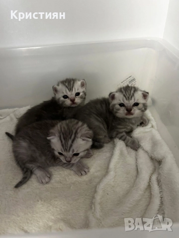 Британската късокосместа