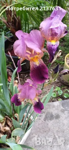 ПЕРУНИКА , ИРИС, снимка 2 - Градински цветя и растения - 50322459