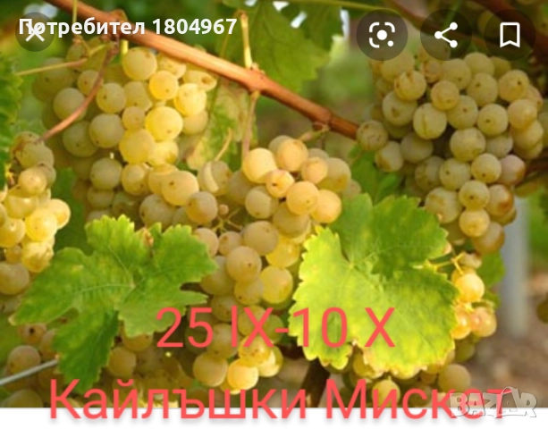 Лозов посадъчен материал , снимка 15 - Разсади - 52487852