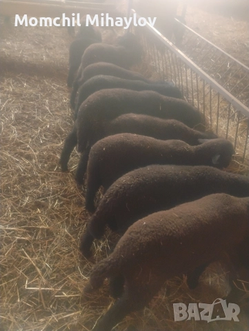 продавам овце и агнета, снимка 5 - Овце - 52591316