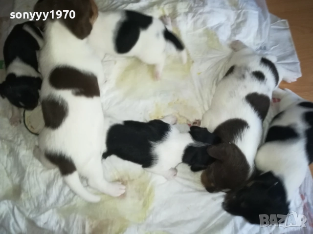 ДЖАК РЪСЕЛ-250ЛВ ЗА БРОЙ 0409252000, снимка 8 - Джак ръсел териер - 51608760