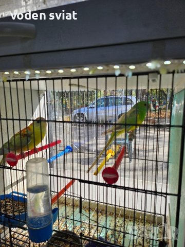 Разнообразие на папагали, снимка 7 - Папагали - 43127939