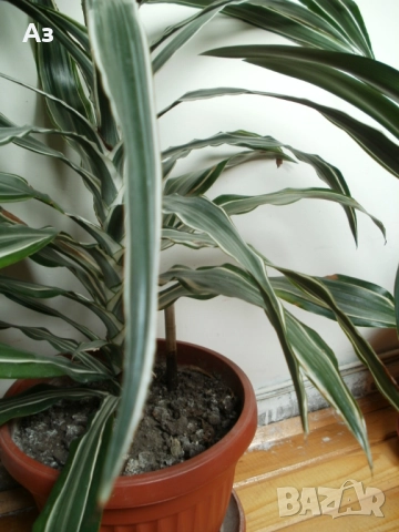 Продавам цветя Драцена – малки, снимка 3 - Стайни растения - 52965267