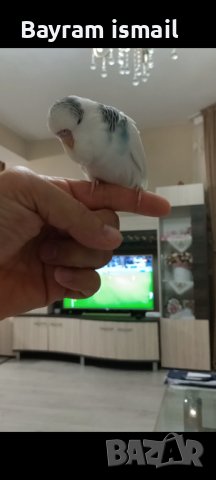 Ръчно хранен социален изложбен вълнист папагал   ръчно хранени, снимка 12 - Папагали - 42675098