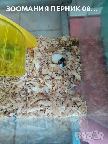 мишка панда, снимка 2 - Други - 52302509