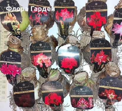 Луковици Амарилис, Хипеаструм, снимка 15 - Сортови семена и луковици - 52256523