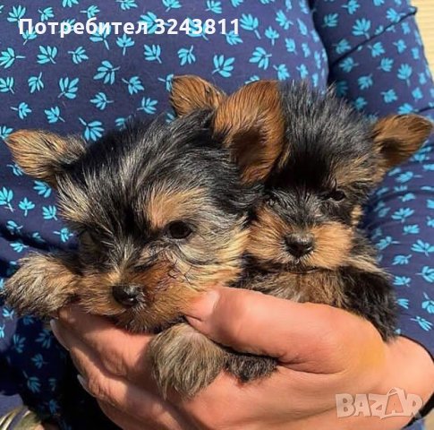 Чистокръвни кученца йоркширски териер в Йоркширски териер в с. Горно ...
