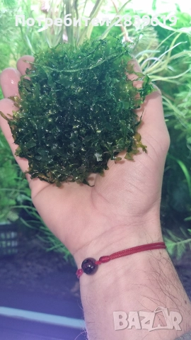 Аквариумни растения , снимка 12 - Рибки - 52689013