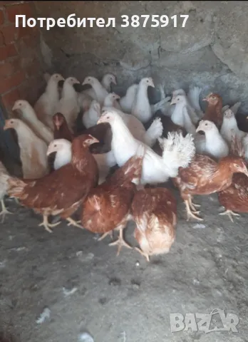 продавам ярки бял легхорн , снимка 3 - Кокошки и пуйки - 44149982