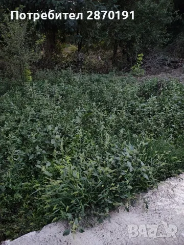 почистване на къщи, мазета, тавани, снимка 3 - Почистване на домове - 47350581