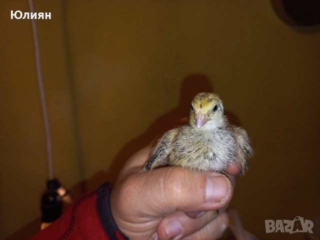 Пъдпъдъчи яйца и пъдпъдъци, снимка 3 - други­ - 43821849