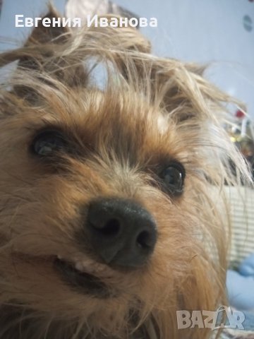 Йоркширски териер си търси приятелка, снимка 1