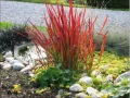 Императа Червен Барон, Imperata 'Red Baron', Декоративна трева, снимка 3