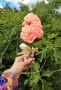 Ръчно изработени рози, снимка 3