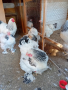 Здравейте. Продавам кокошки брама жълта бяла и Колумбия ска., снимка 1 - Кокошки и пуйки - 44895814