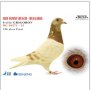 Продавам спортни гълъби , снимка 1 - Гълъби - 43802717